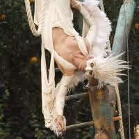 REVIEW: The Tempest, Regent's Park Open Air Theatre